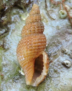 Raphitoma oblonga