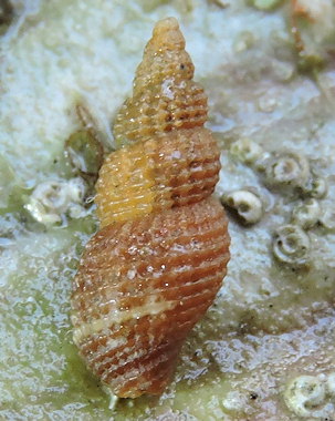 Raphitoma oblonga