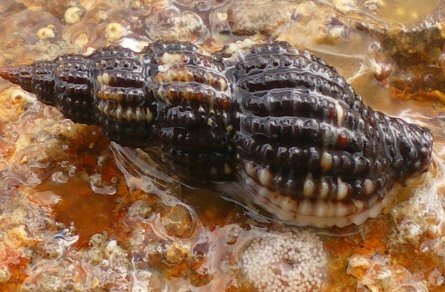 Raphitoma purpurea