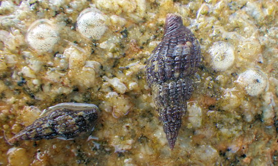 Raphitoma purpurea (ponte)