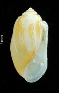 Retusa obtusa