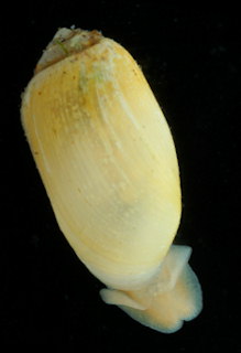 Retusa obtusa