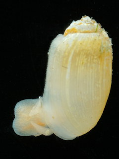 Retusa obtusa