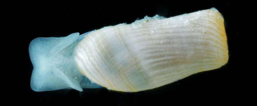 Retusa truncatula