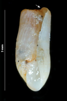 Retusa truncatula