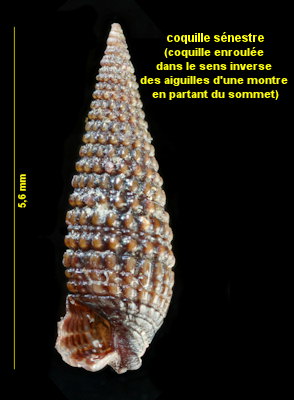 Similiphora similior