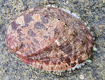 Haliotis tuberculata