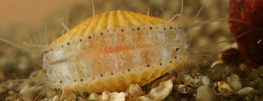 Aequipecten opercularis