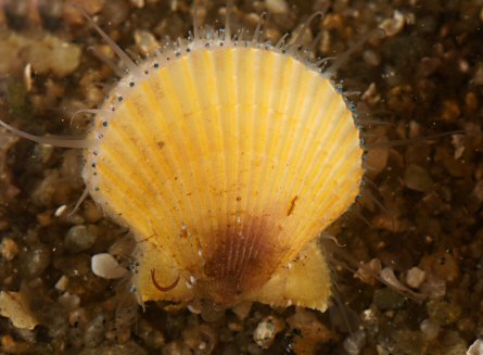 Aequipecten opercularis