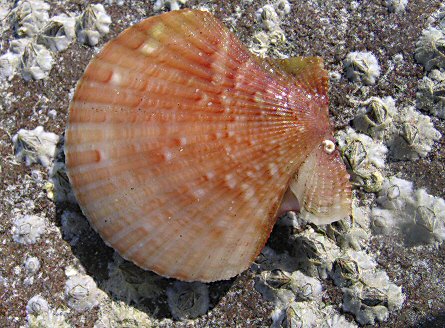 Aequipecten opercularis