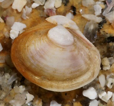 Varicorbula gibba