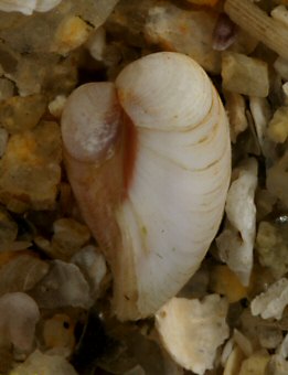 Varicorbula gibba