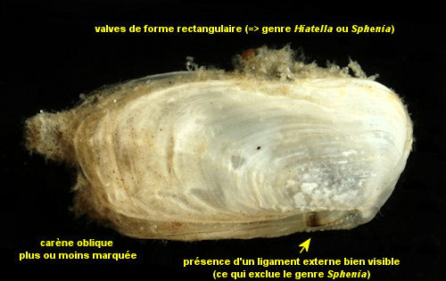 Hiatella arctica