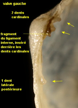 Kellia suborbicularis