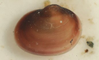 Lasaea rubra