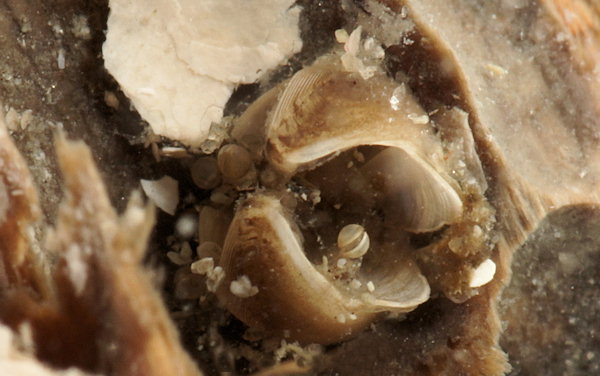 Lyrodus pedicellatus