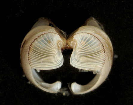 Lyrodus pedicellatus