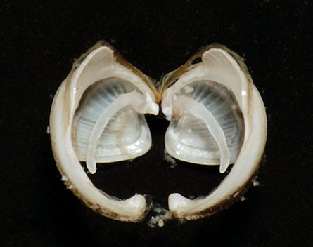 Lyrodus pedicellatus