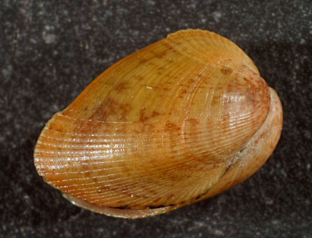 Musculus subpictus