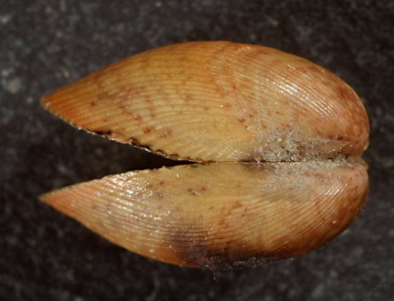 Musculus subpictus