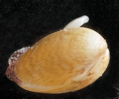 Musculus subpictus