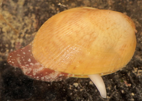 Musculus subpictus