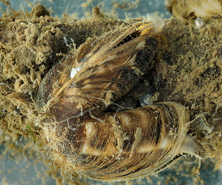 Mytilopsis leucophaeata