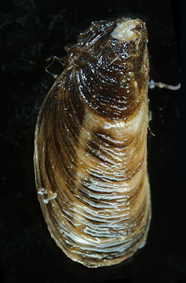 Mytilopsis leucophaeata