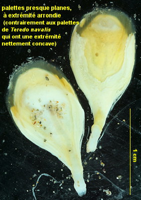 Nototeredo norvagica