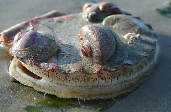 Pecten maximus