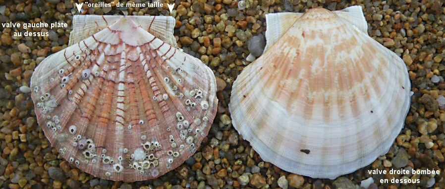 Pecten maximus