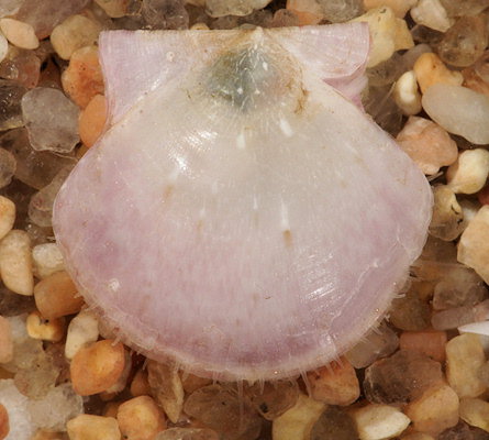 Pecten maximus (juvenile)