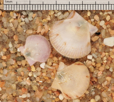 Pecten maximus (juvenile)