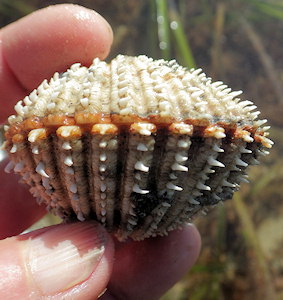 Acanthocardia echinata