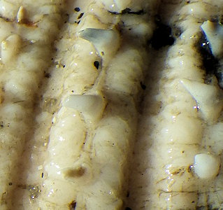 Acanthocardia echinata