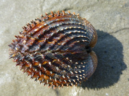 Acanthocardia tuberculata