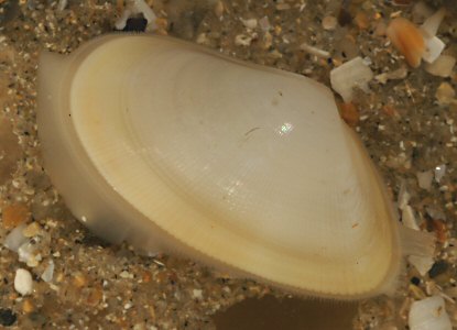 Donax vittatus