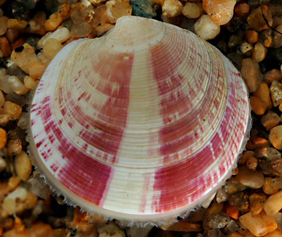 Dosinia exoleta