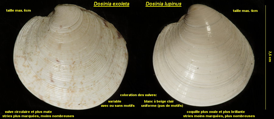 Dosinia exoleta -Dosinia lupinus