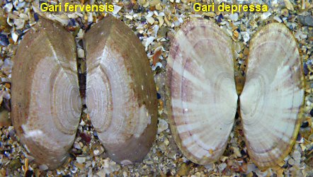 Gari fervensis et Gari depressa