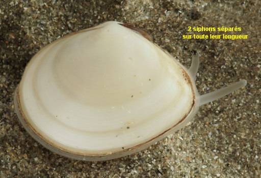 Macoma balthica