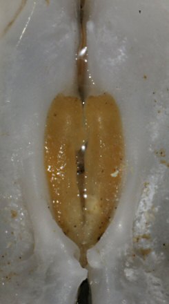 Loripes orbiculatus