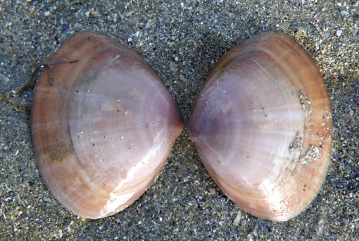 Mactra stultorum