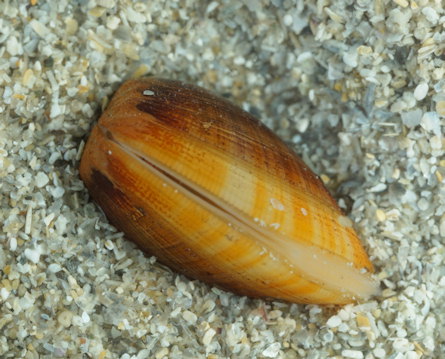 Nucula hanleyi