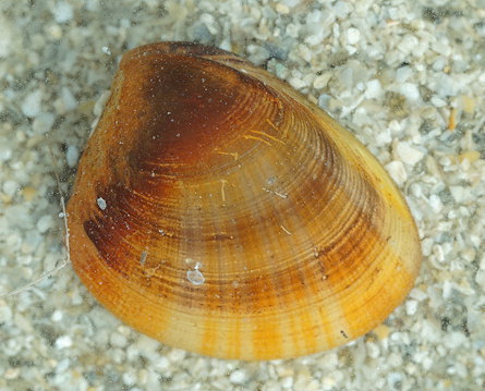 Nucula hanleyi