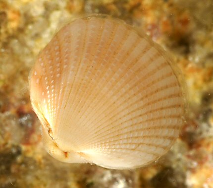 Parvicardium scabrum