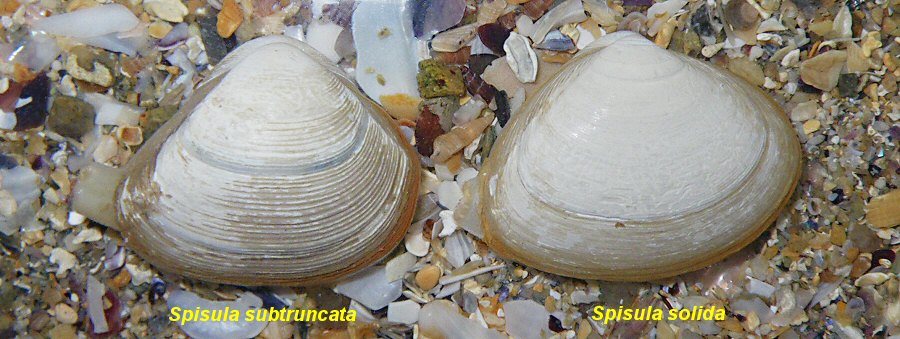 Spisula subtruncata et Spisula solida