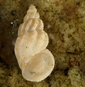 Manzonia crassa