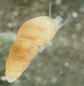 Onoba aculeus