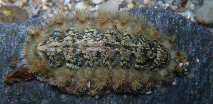 Acanthochitona crinita